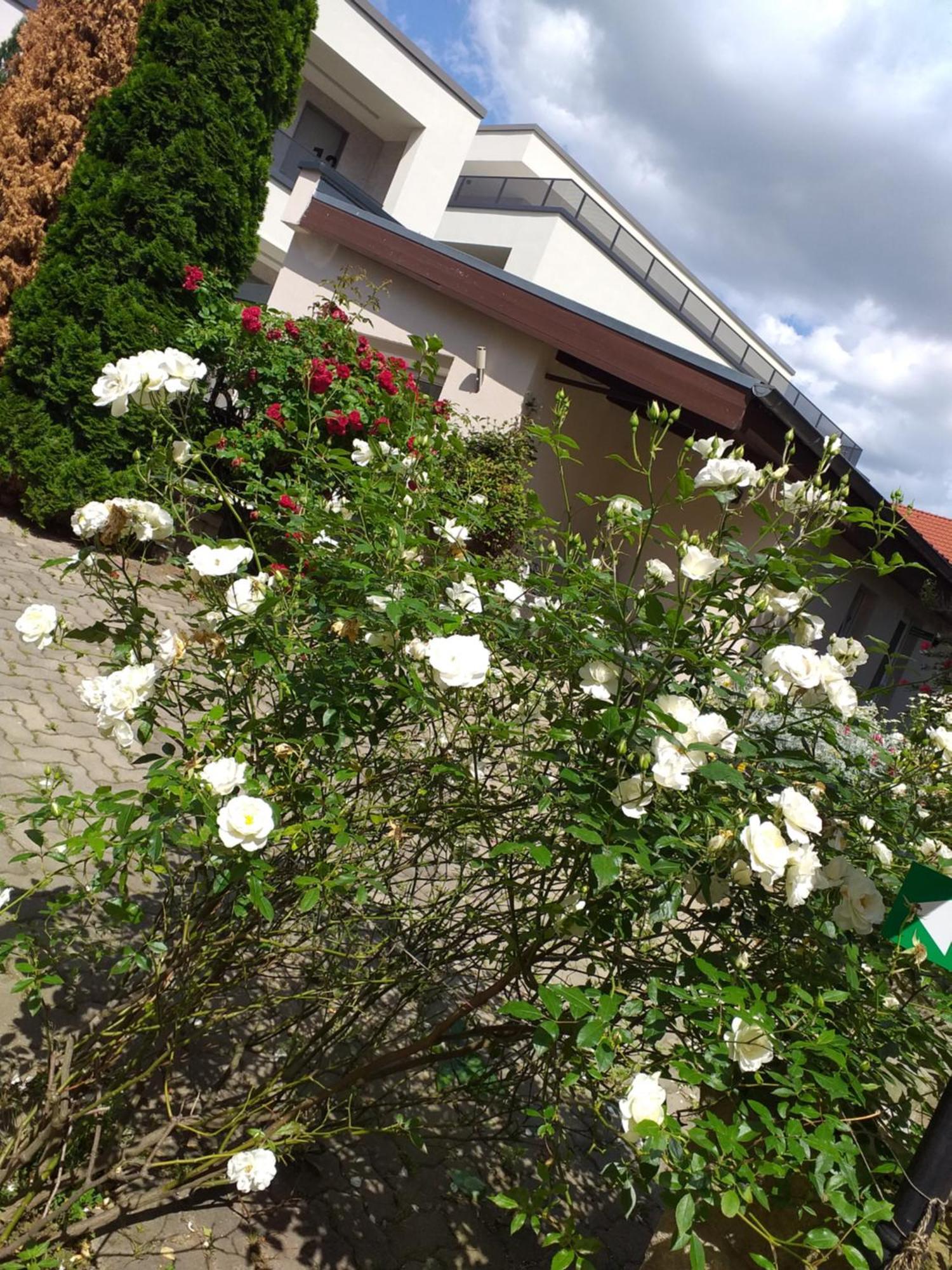 Ferienwohnungen Am Hauptplatz Pirna Eksteriør billede